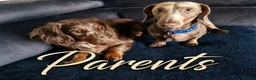 Miniature Dachshund dogs for sale: Agata Szymczak - Advert 4