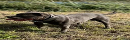 Staffordshire Bull Terrier dogs for sale: STUNNING BLUE KC STAFFORDSHIRE BULL TERRIERS  - Advert 14