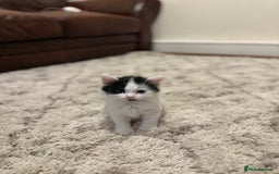 British Longhair cats for sale: 1 female cat and 1 kitten for sale  - Image 3