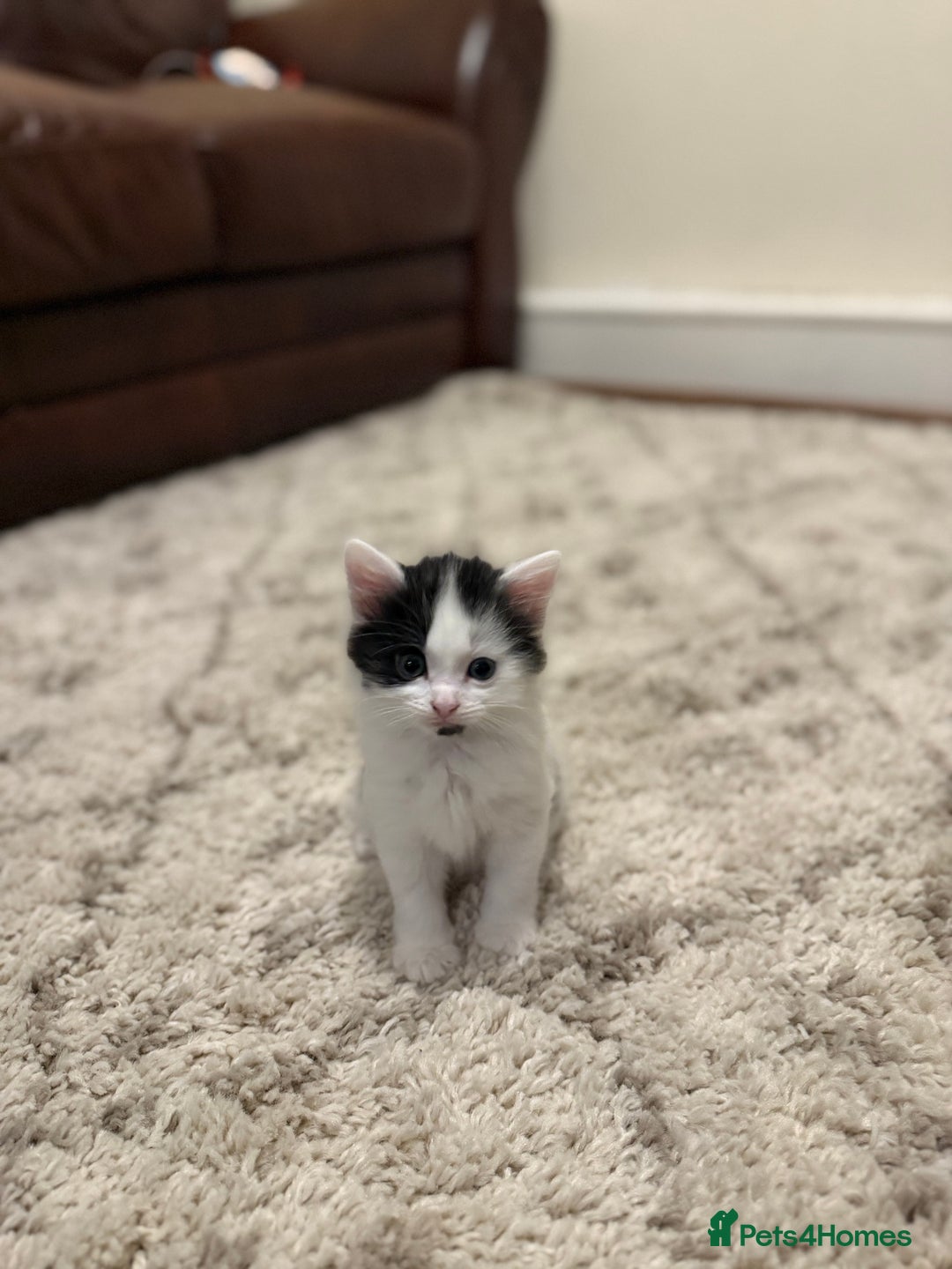 British Longhair cats for sale: 1 female cat and 1 kitten for sale  - Image 3