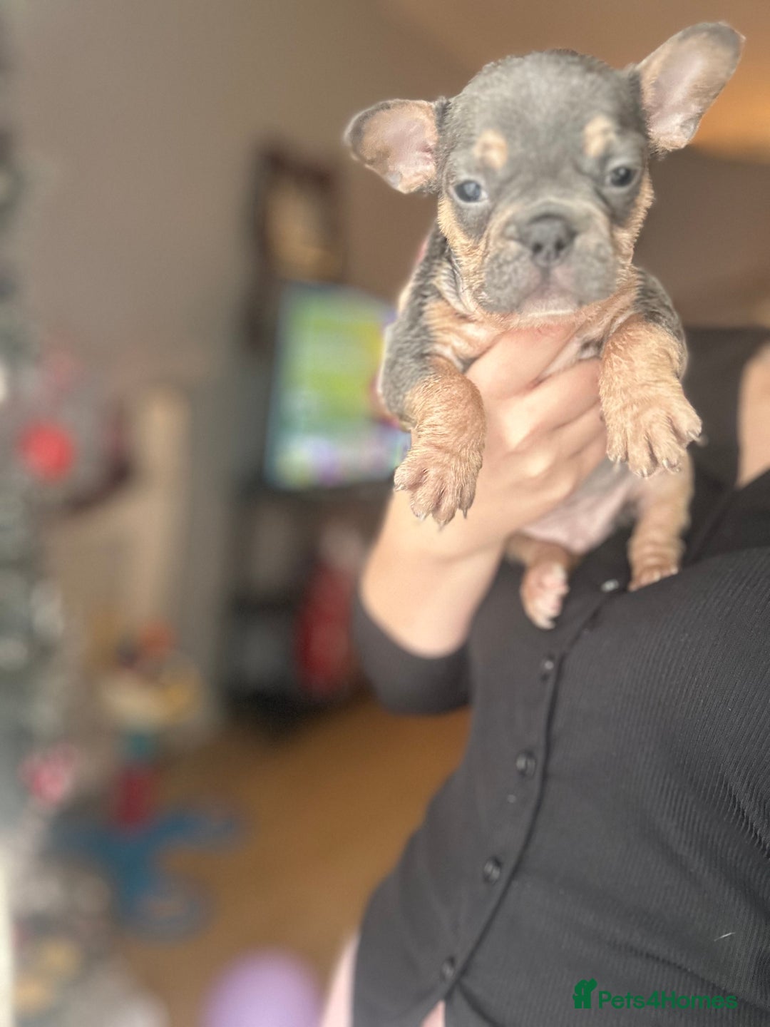 French Bulldog dogs for sale: Frenchie puppies  - Advert 2