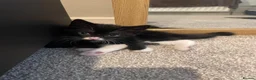 Mixed Breed cats for sale: 4 beautiful kittens ready now - Advert 10