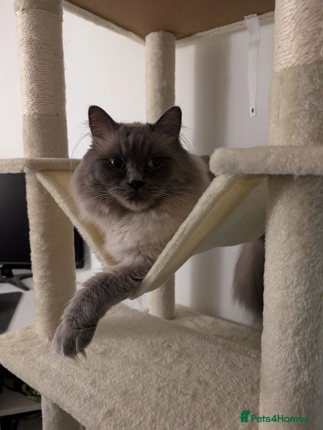 Ragdoll cats for sale: Ragdoll Male for Sale  - Advert 12