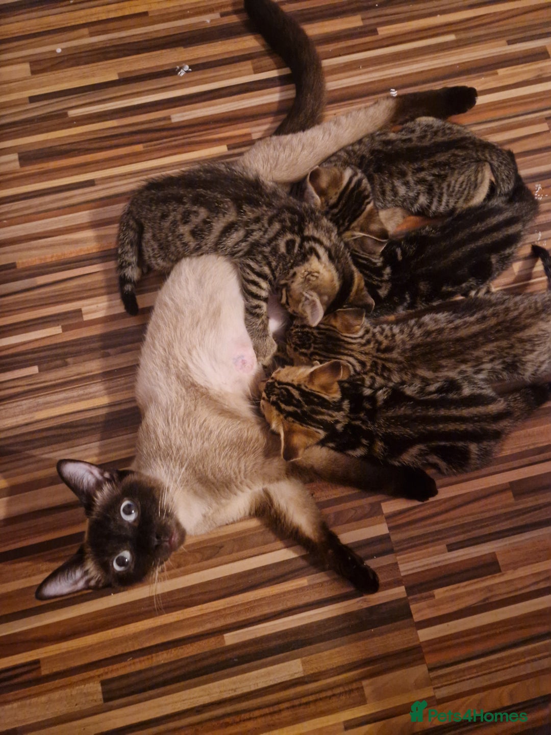 Bengal cats for sale: Bengal girls - Image 15