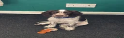 Cocker Spaniel dogs for sale: Fully Vaccinated cocker spaniel pup  - Advert 1