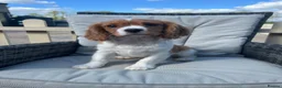 Cavalier King Charles Spaniel dogs for sale: Cavalier King Charles spaniel puppies READY NOW! in Uttoxeter - Advert 10