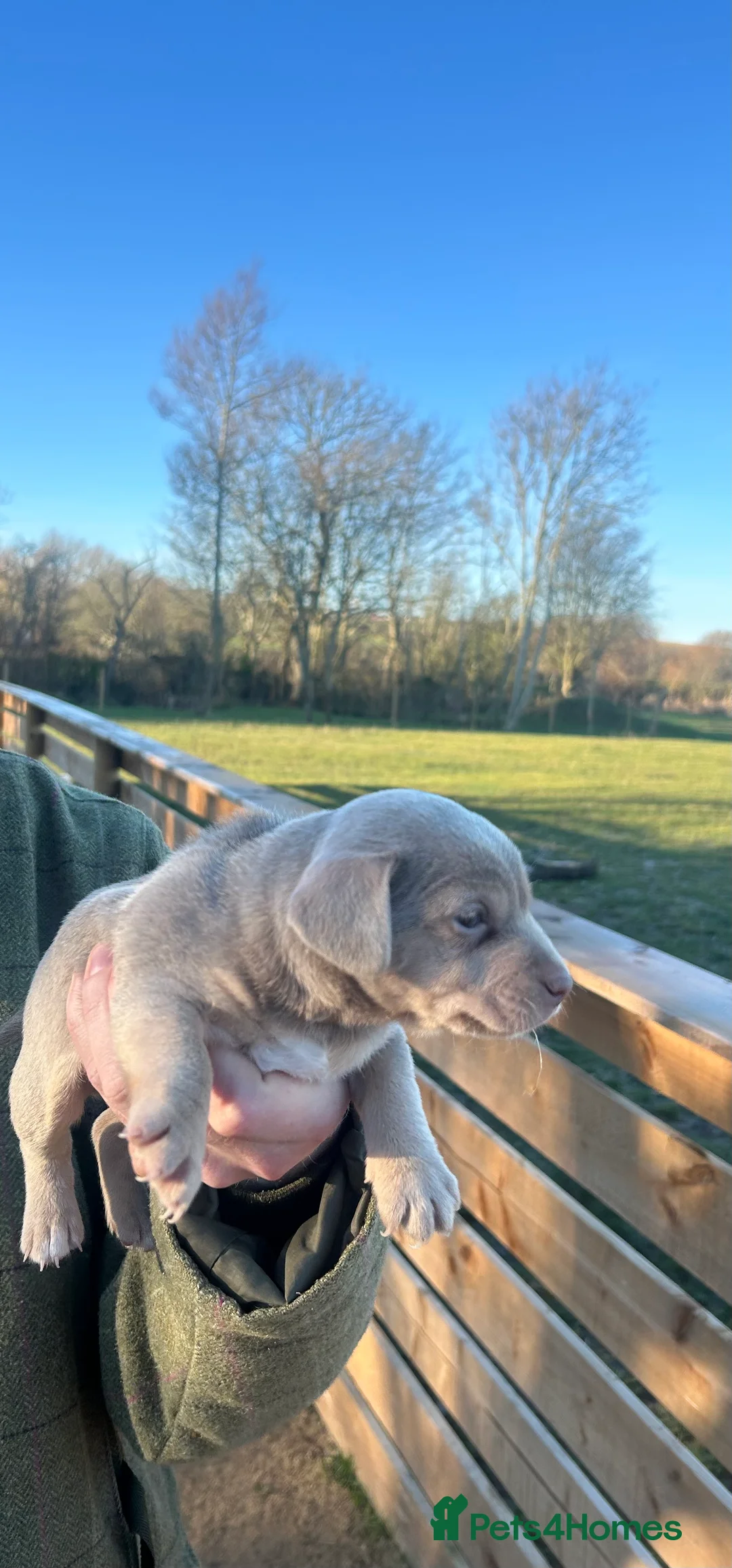 Jack Russell dogs for sale: Stunning Jack Russell puppies fr sale-all colours  - Advert 9