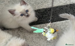 Ragdoll cats for sale: Stunning bluepoint Ragdoll kittens - Image 10