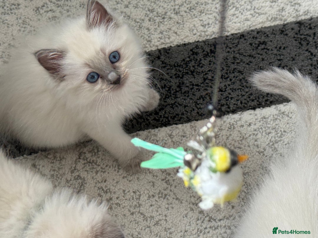 Ragdoll cats for sale: Stunning bluepoint Ragdoll kittens - Image 10