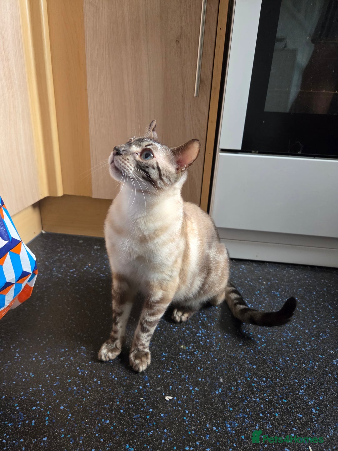 Bengal cats for sale: Male Bengal - Image 2