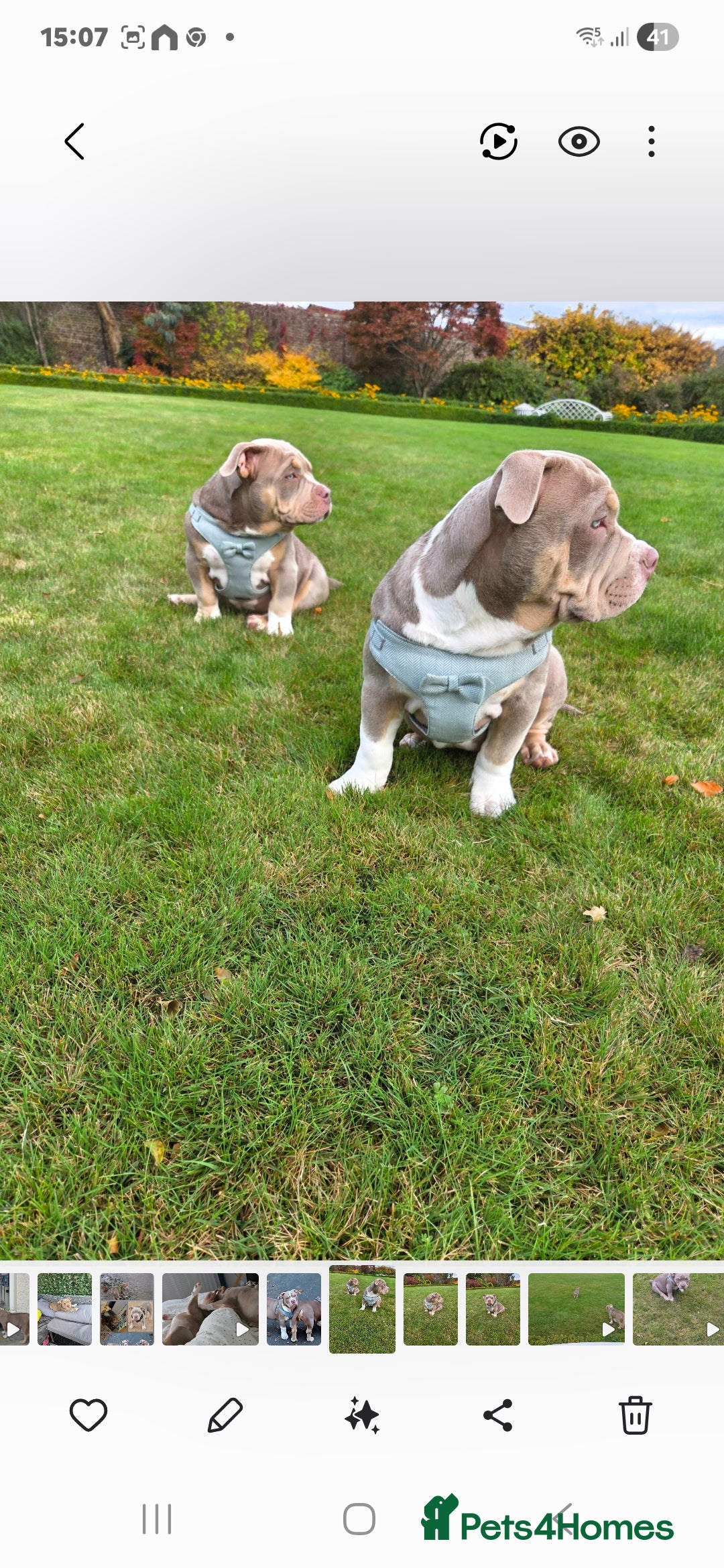 American Bully dogs for sale: Pocket Bully  - Advert 10