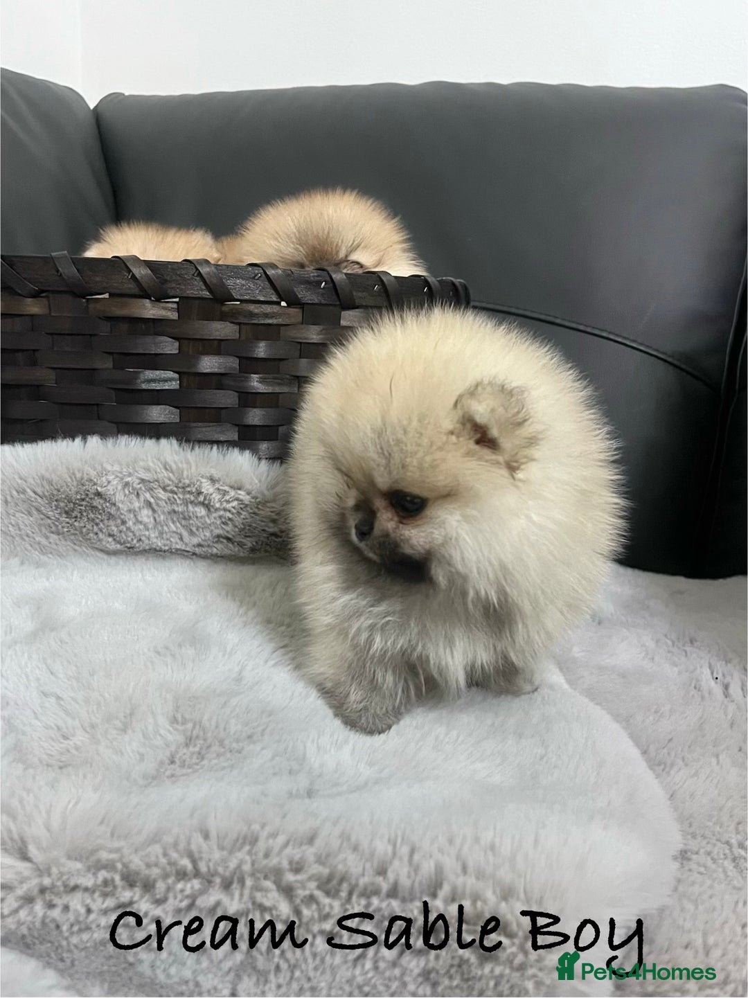 Pomeranian dogs for sale: 🔥Stunning 🐻Real Teddy Face🏆Quality  - Advert 4