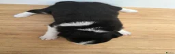 Border Collie dogs for sale: Border Collie Puppies  in Sheffield - Advert 9