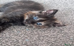 Domestic Shorthair cats for sale: Beautiful tortoise shell kittens - Image 8