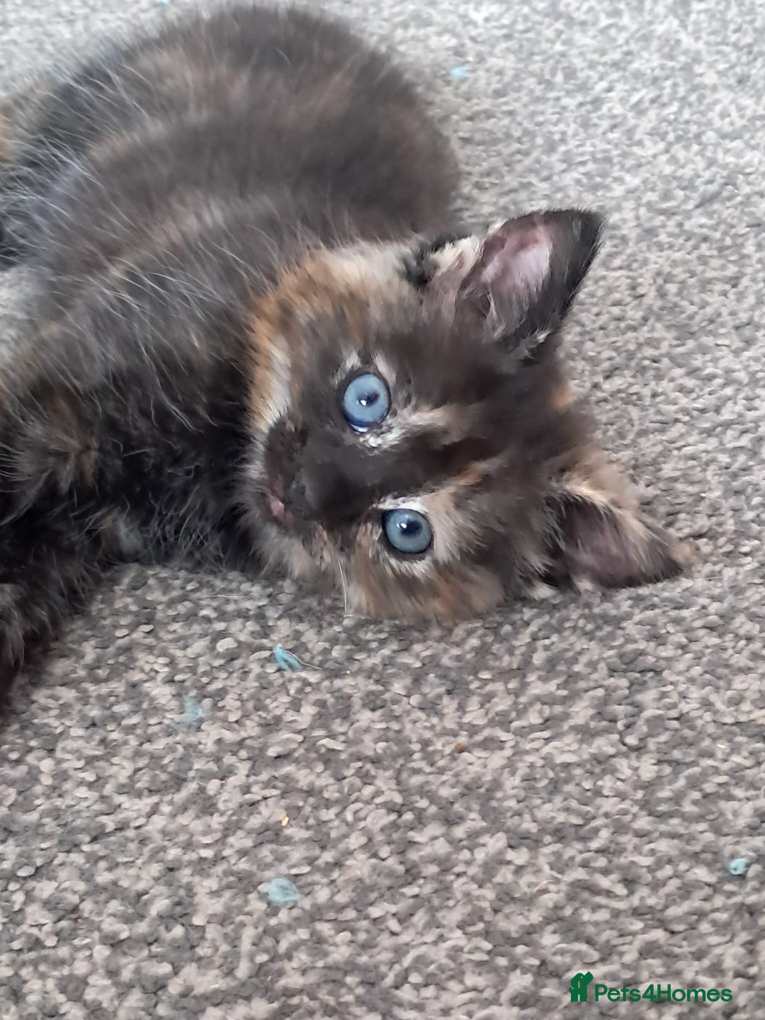 Domestic Shorthair cats for sale: Beautiful tortoise shell kittens - Image 8