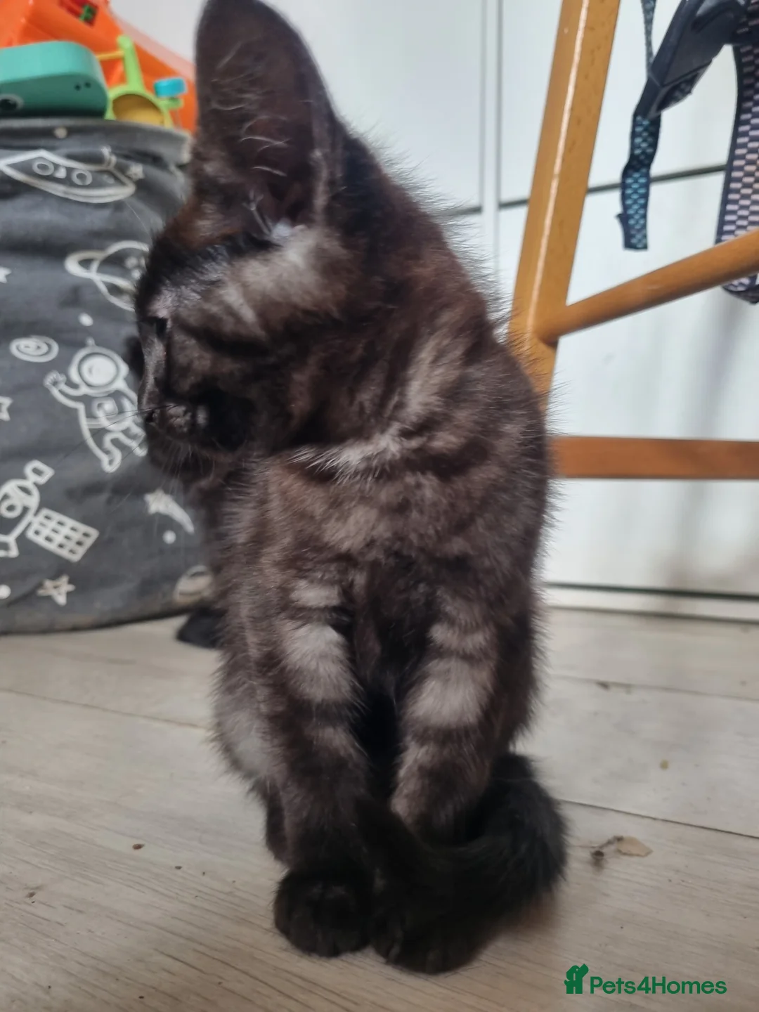 Maine Coon cats for sale: 3 adorable Maine coon girls  - Advert 16