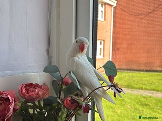 Ringnecks birds Indian Ringneck Parakeet - Advert 3