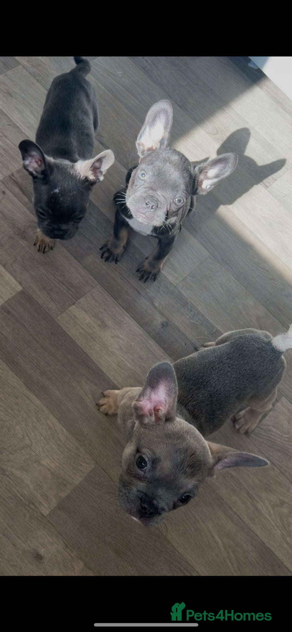 French Bulldog dogs Kc registered French bulldog bluetan/silverfawn - Advert 13
