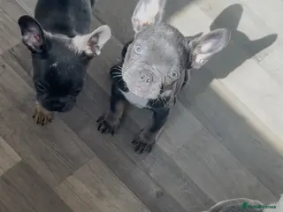 French Bulldog dogs Kc registered French bulldog bluetan/silverfawn - Advert 13