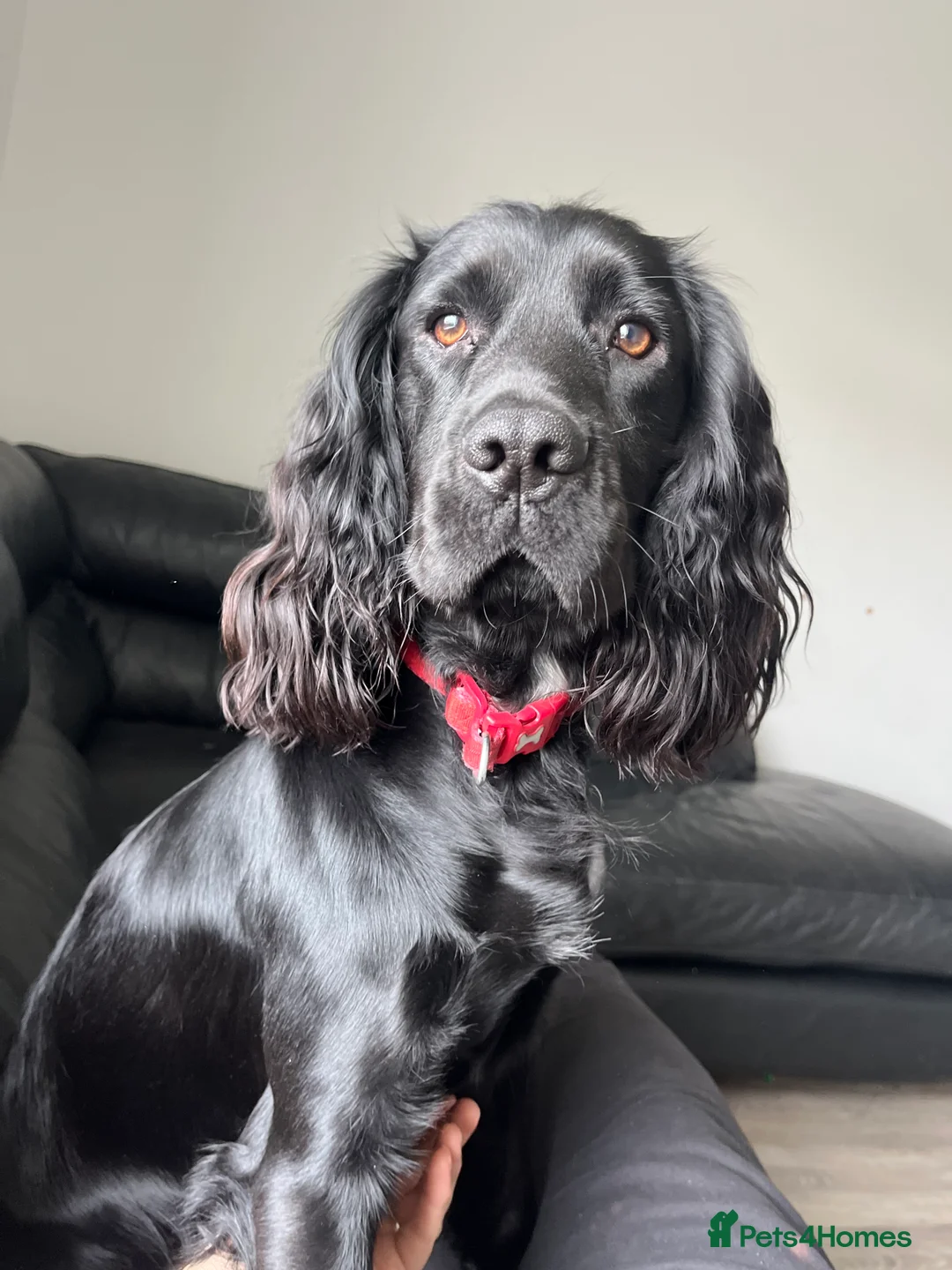 Cocker Spaniel dogs for stud: For stud cocker spaniel - Advert 2