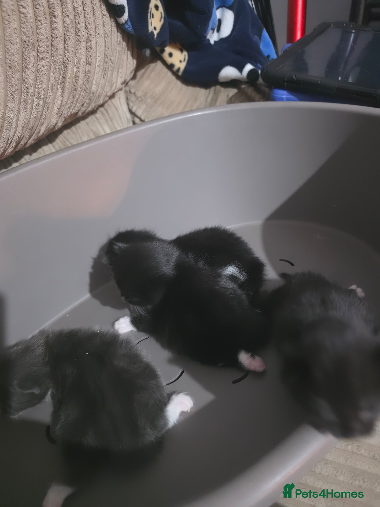 Mixed Breed cats 4 kittens - Advert 1