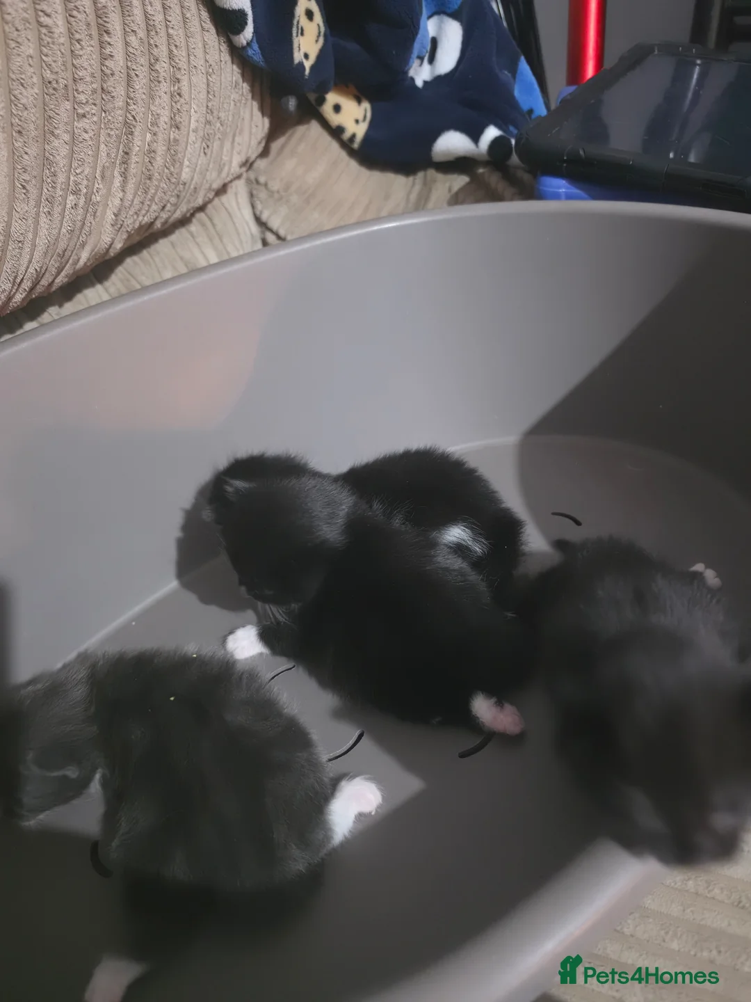 Mixed Breed cats for sale: 4 kittens - Advert 1