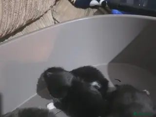 Mixed Breed cats 4 kittens - Advert 1