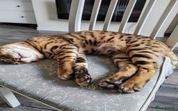 Bengal cats for stud: Gorgeous Bengal for stud in Glasgow - Image 2