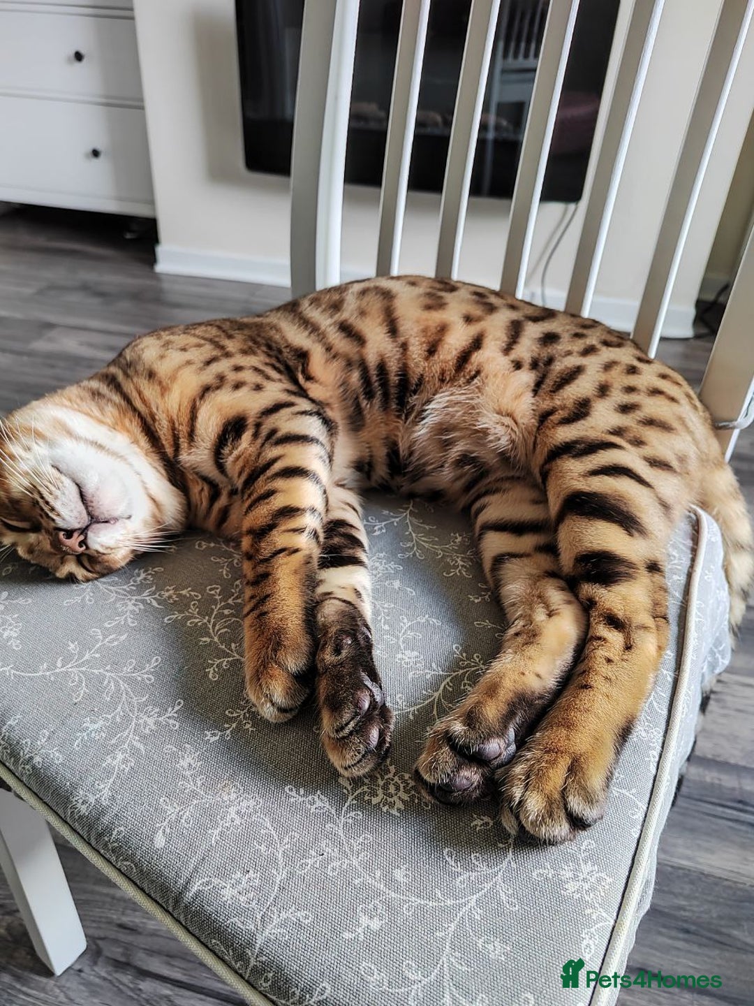 Bengal cats for stud: Gorgeous Bengal for stud in Glasgow - Image 2