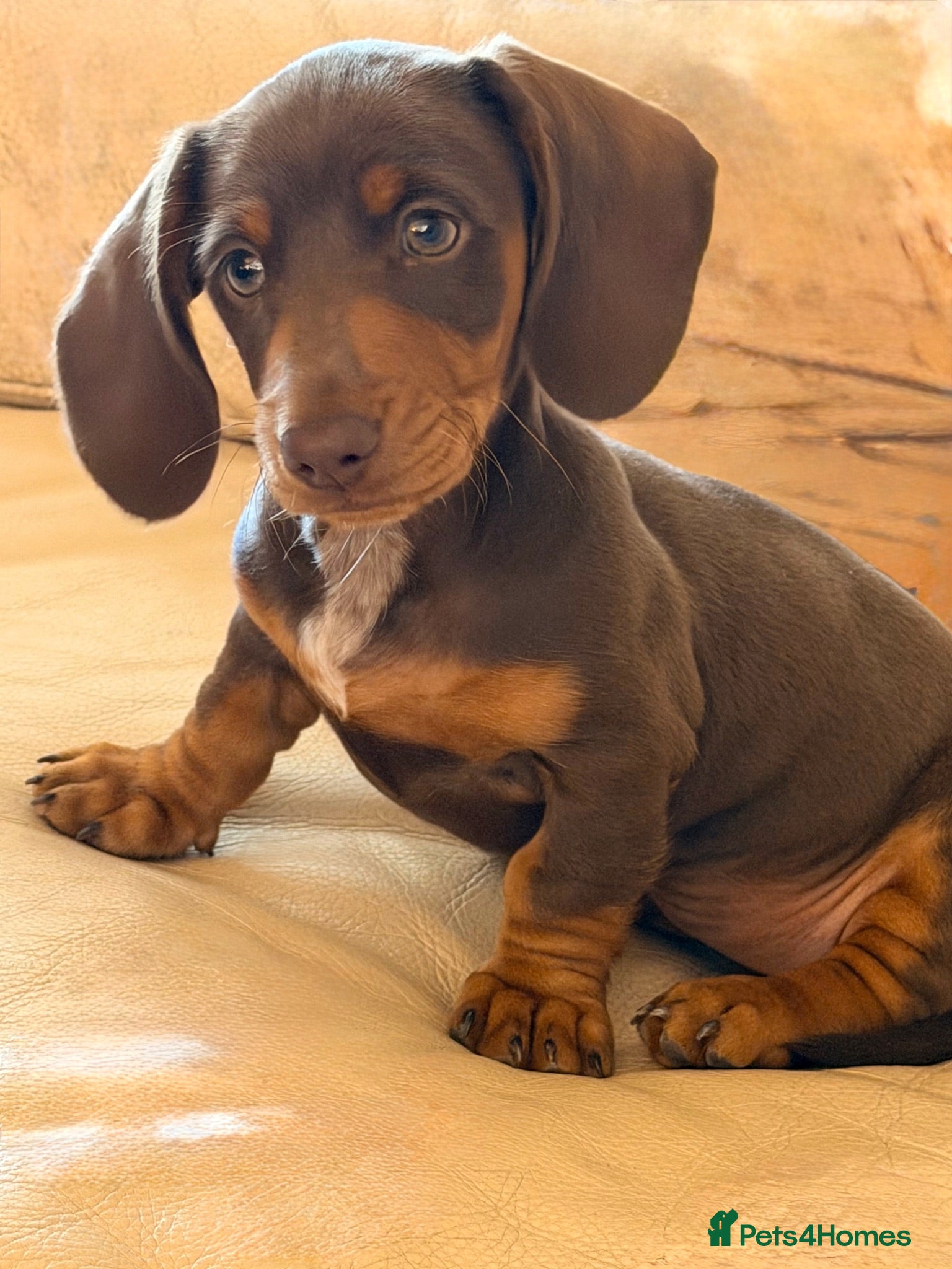 Dachshund dogs miniature dachshund boy chocolate and tan  - Advert 11