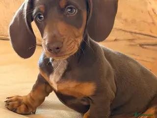 Dachshund dogs miniature dachshund boy chocolate and tan - Advert 11