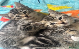 Domestic Shorthair cats for sale: Kittens for sale  - Image 1