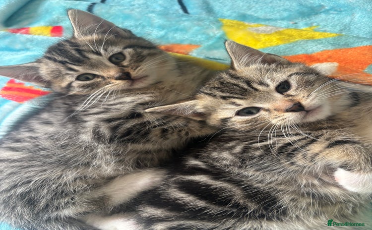 Domestic Shorthair cats - Advert 8