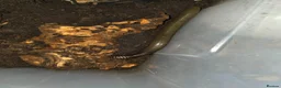 Frog reptiles for sale: Frogs and toads for sale in set ups - Advert 8