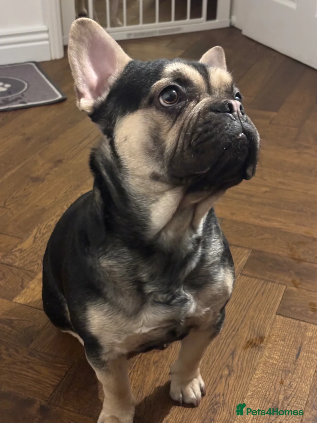 Mixed Breed dogs for sale: Cute and friendly Dog to sell. - Advert 1