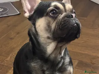 Mixed Breed dogs Cute and friendly Dog to sell. - Advert 3