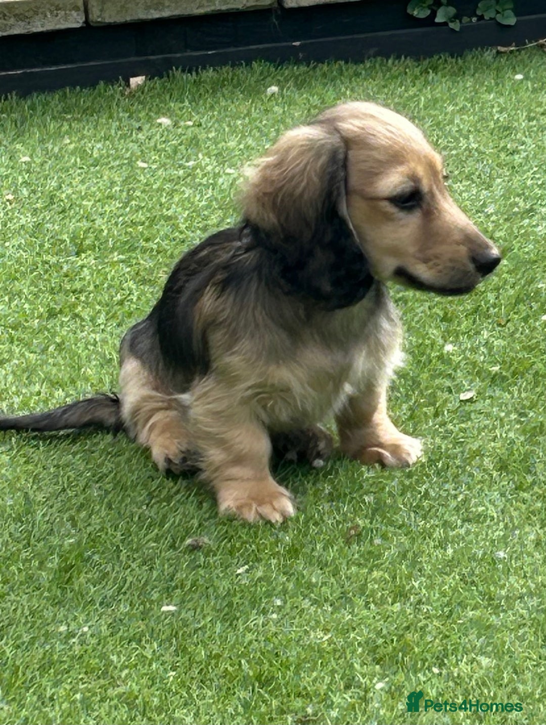 Miniature Dachshund dogs for sale: Reduced, mini L/H £1150 - Image 18