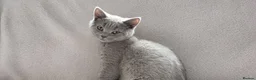 British Shorthair cats for sale: British short hair kittens  - Advert 5