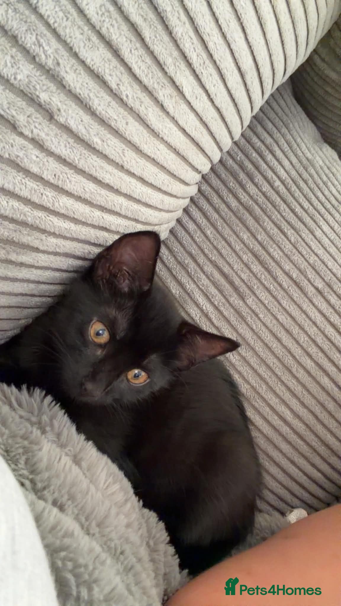 Mixed Breed cats 2 female kittens  - Advert 1