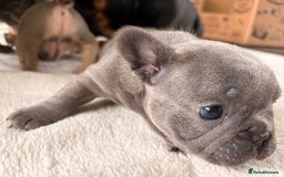 French Bulldog dogs for sale: 4 lovely French Bulldog puppies for sale . - Image 18