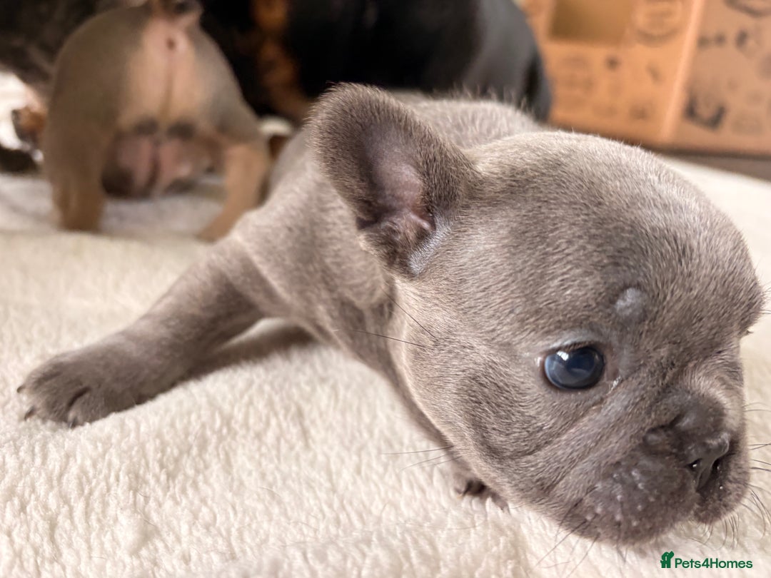 French Bulldog dogs for sale: 4 lovely French Bulldog puppies for sale . - Image 18