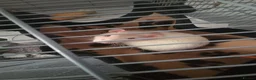 Rat rodents for sale: 2 male rats for sale in Cardiff - Advert 4