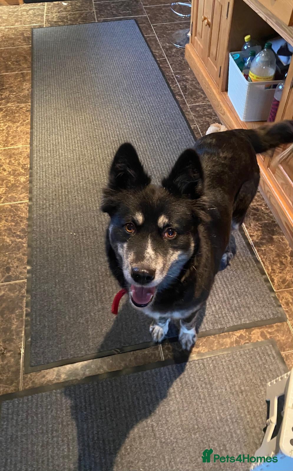 Mixed Breed dogs ❤️Zara: kind, calm smaller Husky cross❤️ - Advert 13