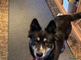 Mixed Breed dogs ❤️Zara: kind, calm smaller Husky cross❤️ - Advert 13