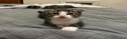 Mixed Breed cats for sale: Beautiful male kitten with folded ears in London - Advert 5