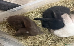 Mini Lop rabbits for sale: Baby MALE lops for sale READY NOW - Image 10