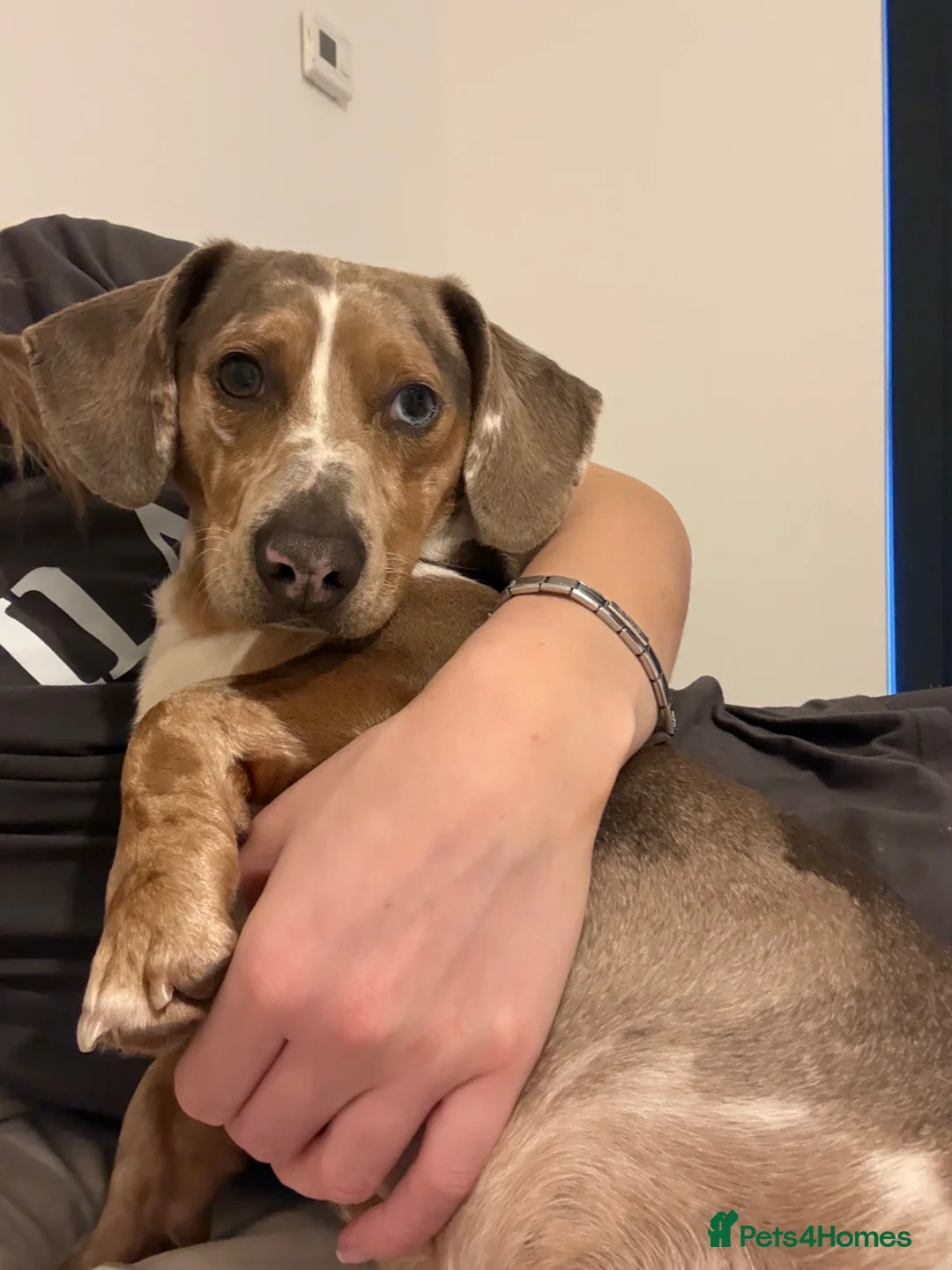 Dachshund dogs for sale: Dachshund  in Choppington - Advert 1