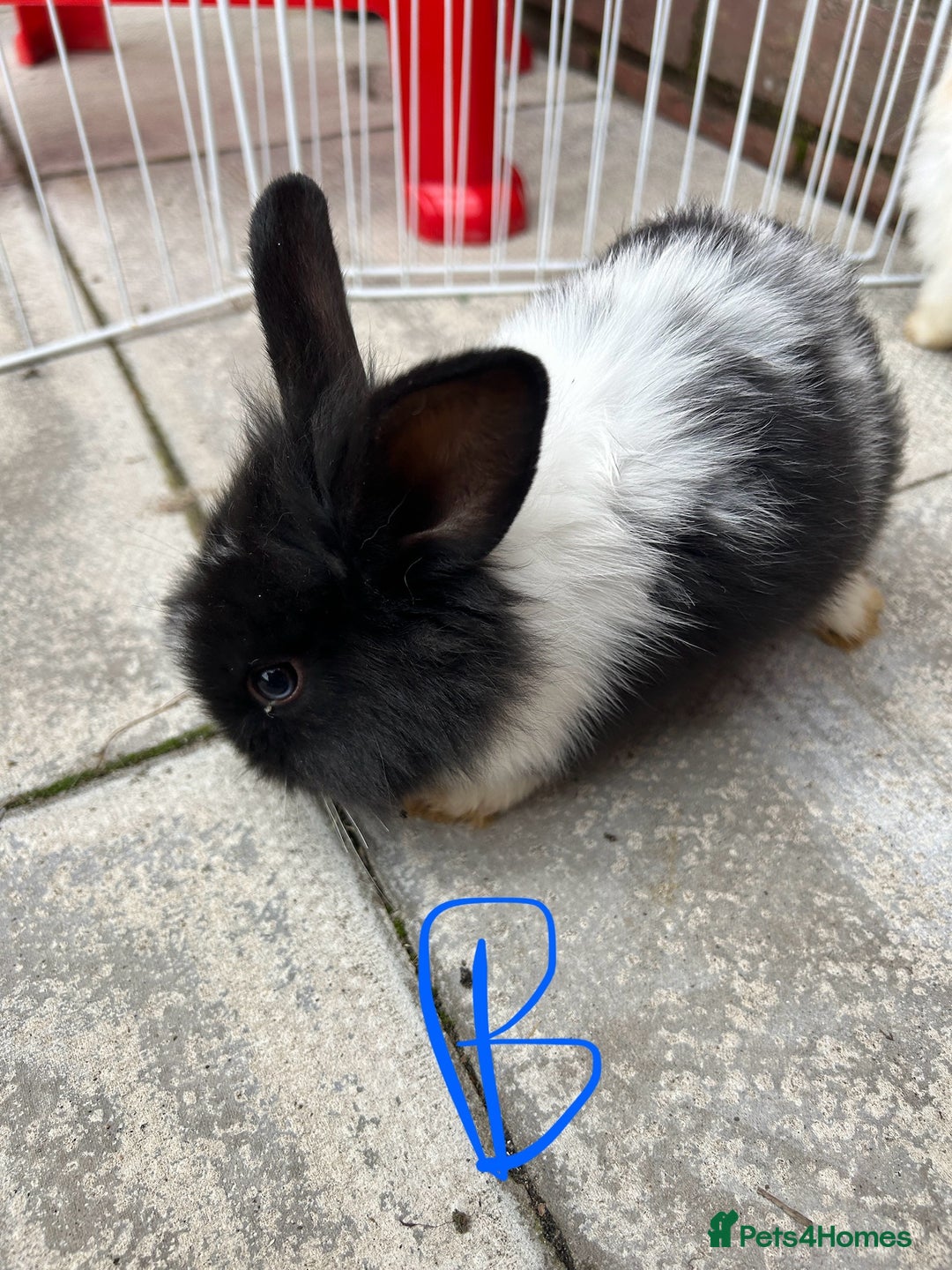 Lionhead rabbits for sale: lionhead baby - Image 2