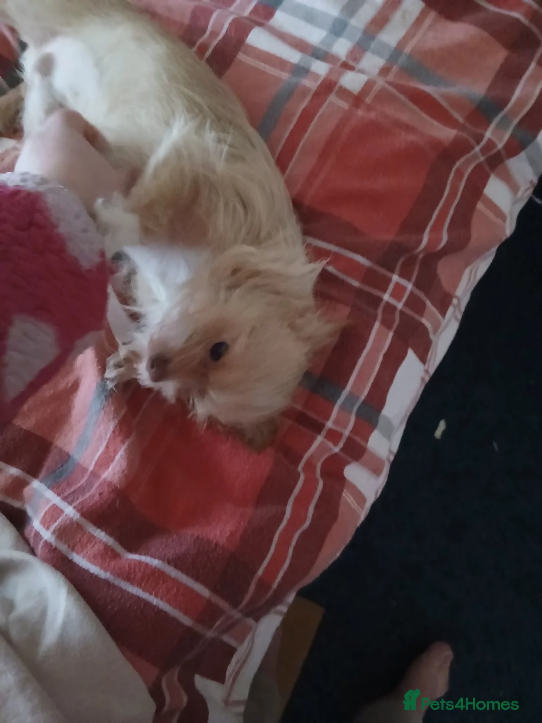 Chorkie dogs for sale: 1 year 7 month old  - Advert 1