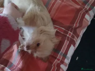 Chorkie dogs 1 year 7 month old - Advert 2